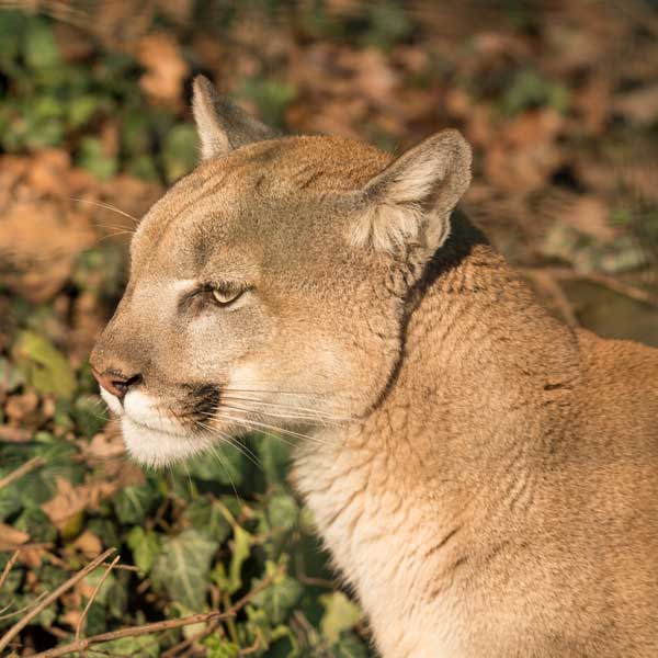 cougar de profil