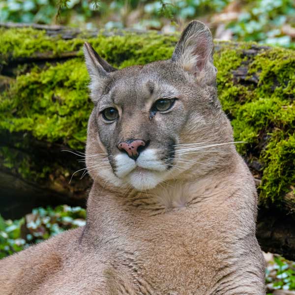 cougar vue de face