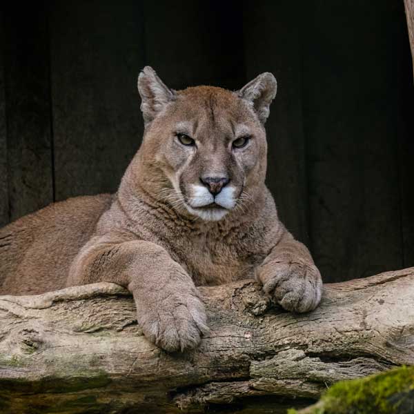 grand cougar male