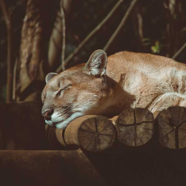 cougar qui dort