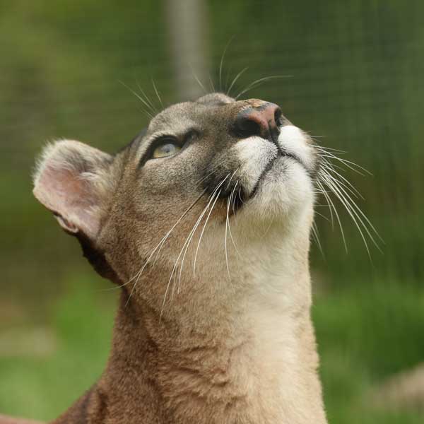 cougar regardant vers le haut