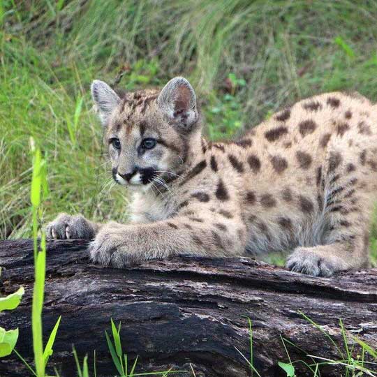 Anita le bébé cougar à trois pattes