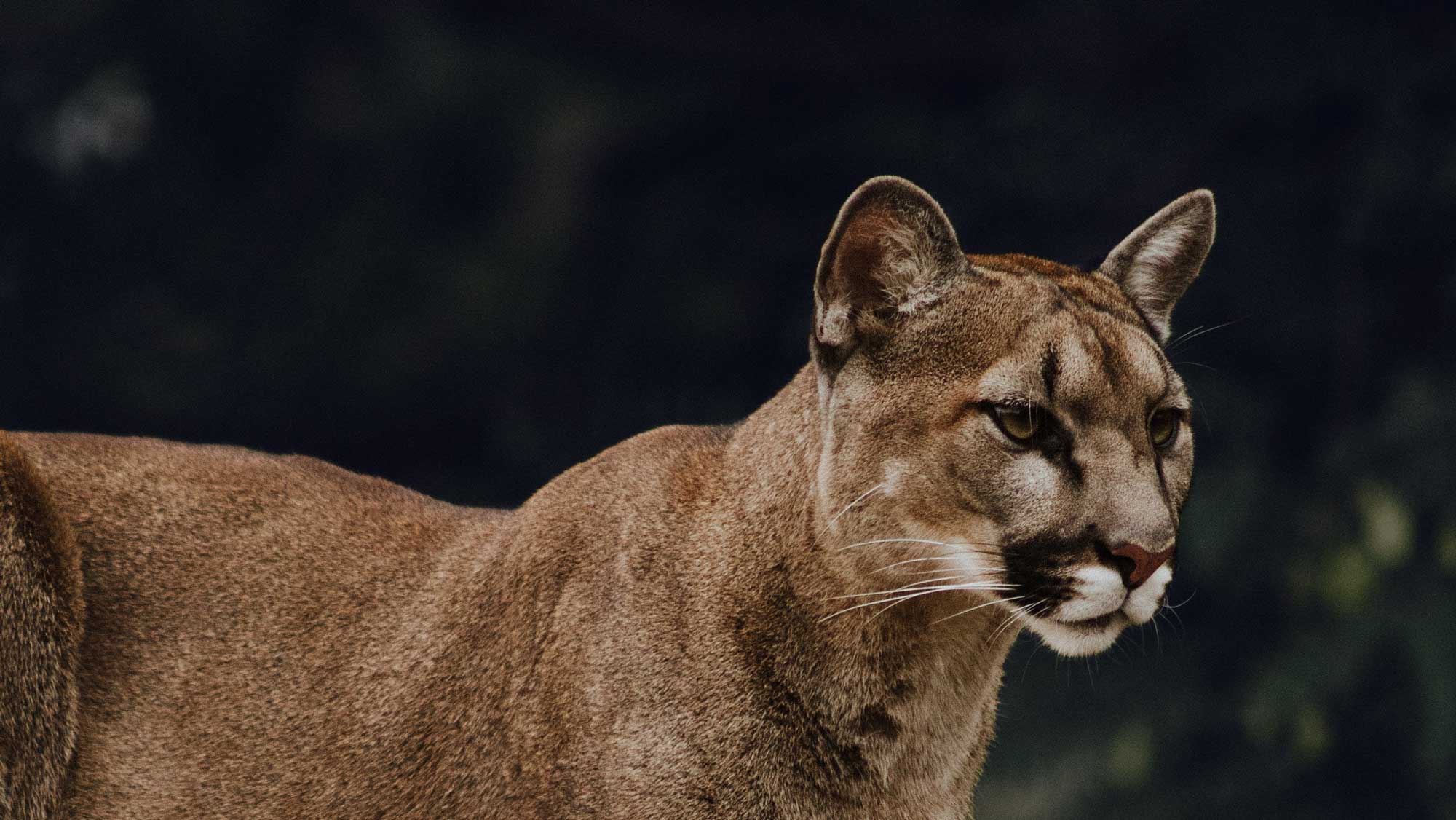 un cougar