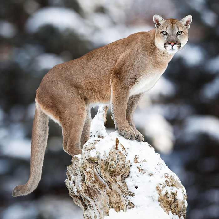 renard roux sauvage assis sur dans un sentier