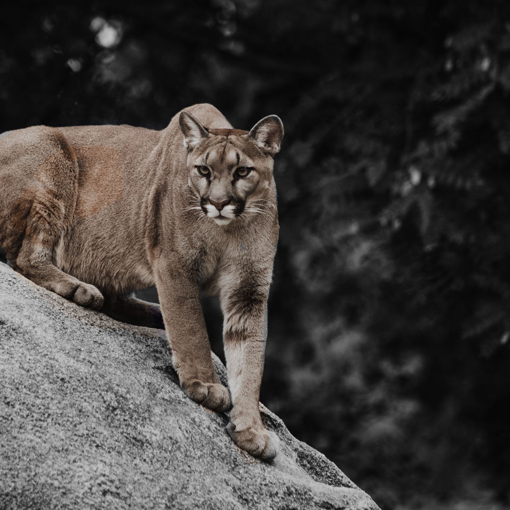 un cougar menacant sur une roche