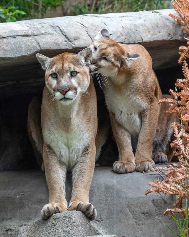 Un cougar qui toilette un autre cougar