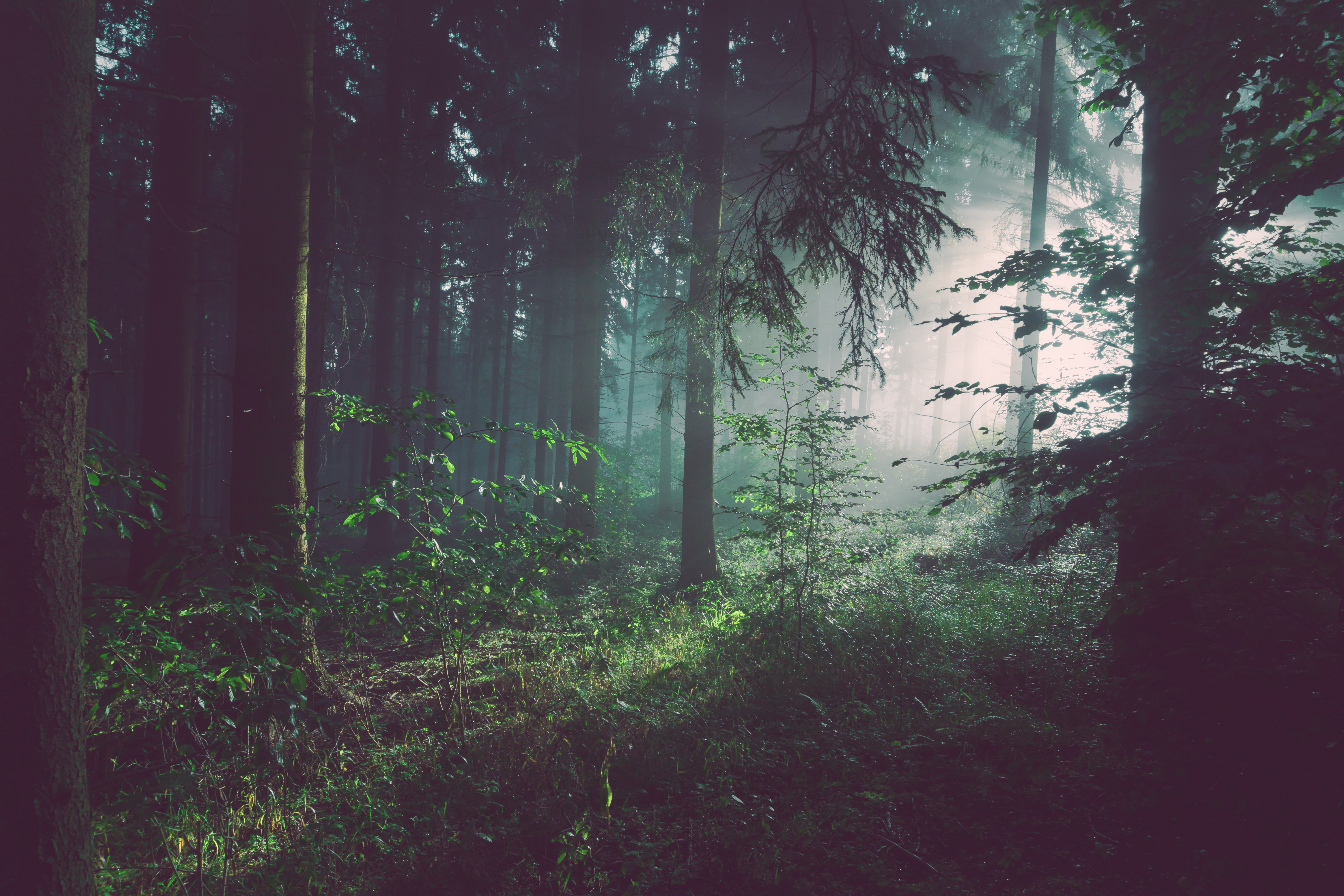 un sentier dans une forêt au petit matin