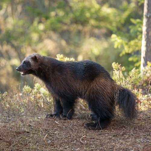 un carcajou en forêt québecoise