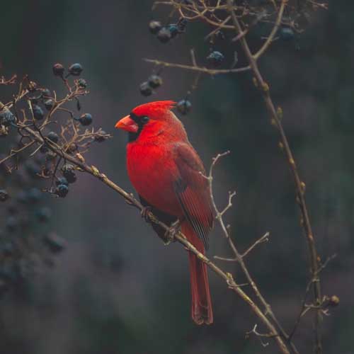 cardinal sur une branche