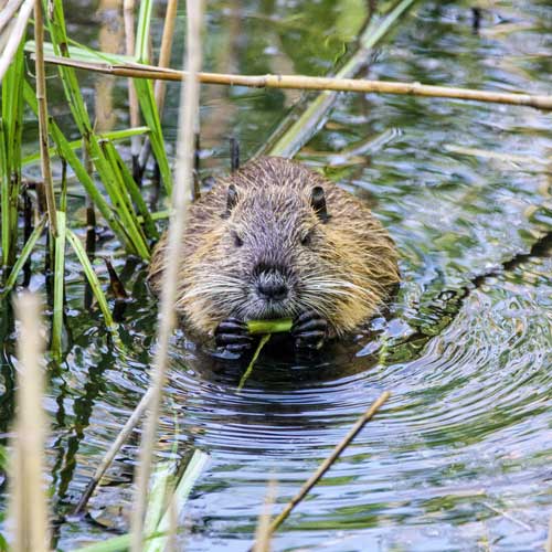 castor dans l'eau