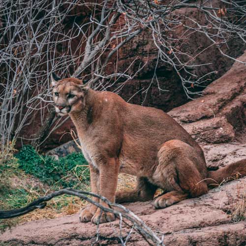 un cougar du Québec