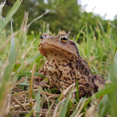 crapaud dans l'herbe