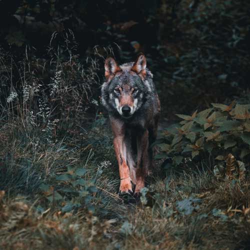 loup qui marche en forêt