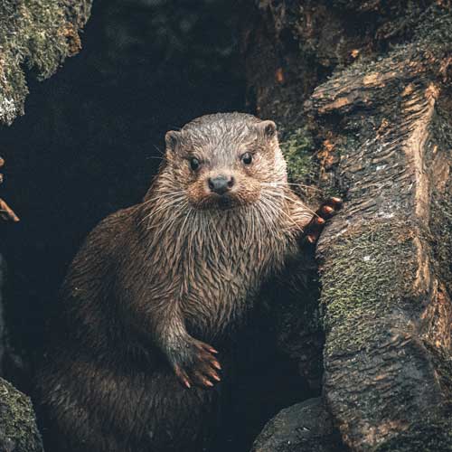 une loutre sortant d'un tronc d'arbre
