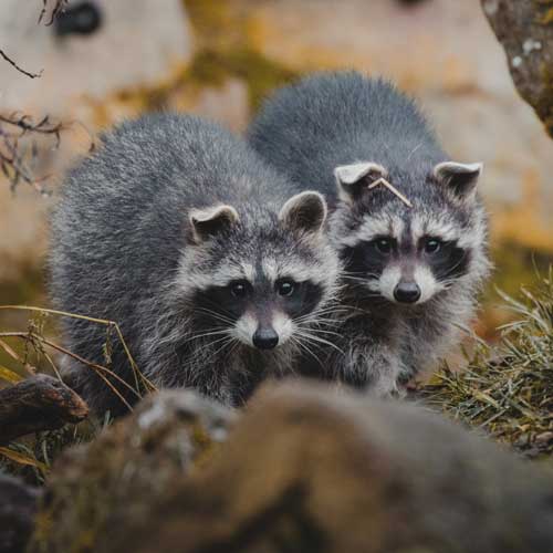 deux ratons laveurs juvéniles