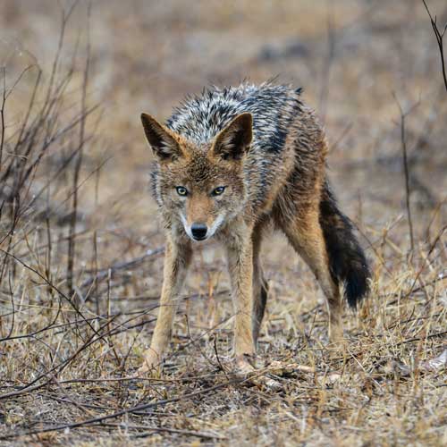 un renard dans une prairie