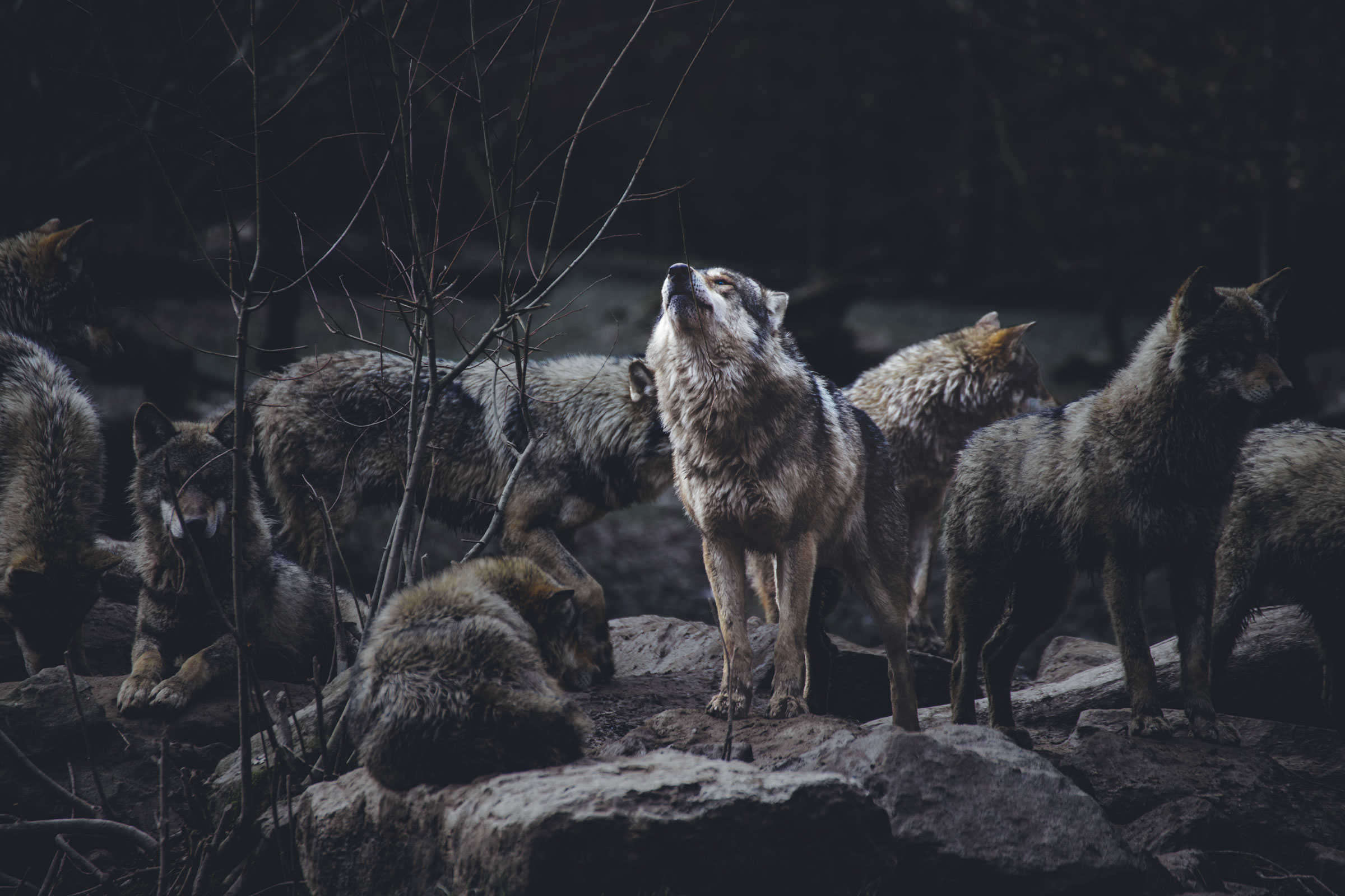 une meute de loup