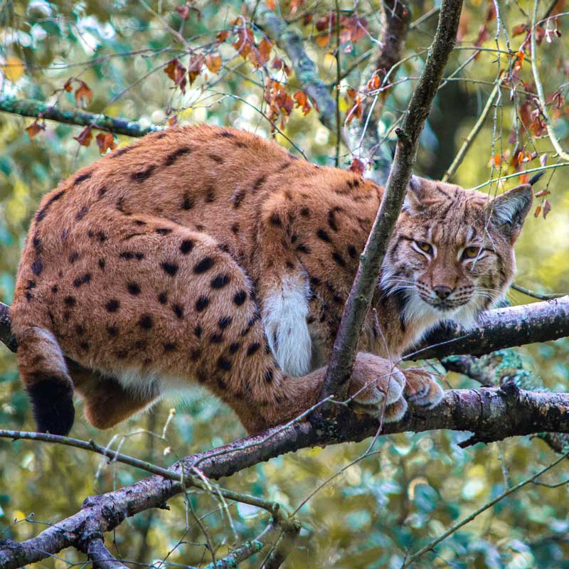 lynx du Québec sur une branche