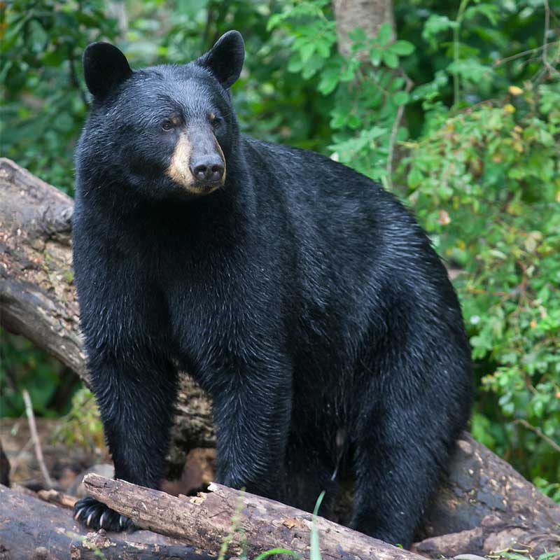 ours noir du Québec