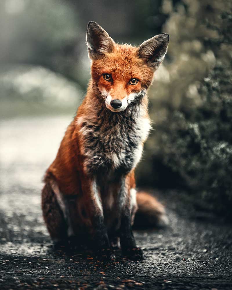 renard roux sauvage assis sur dans un sentier