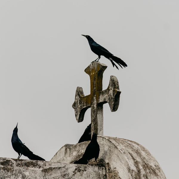 trois corbeaux dans un cimetière